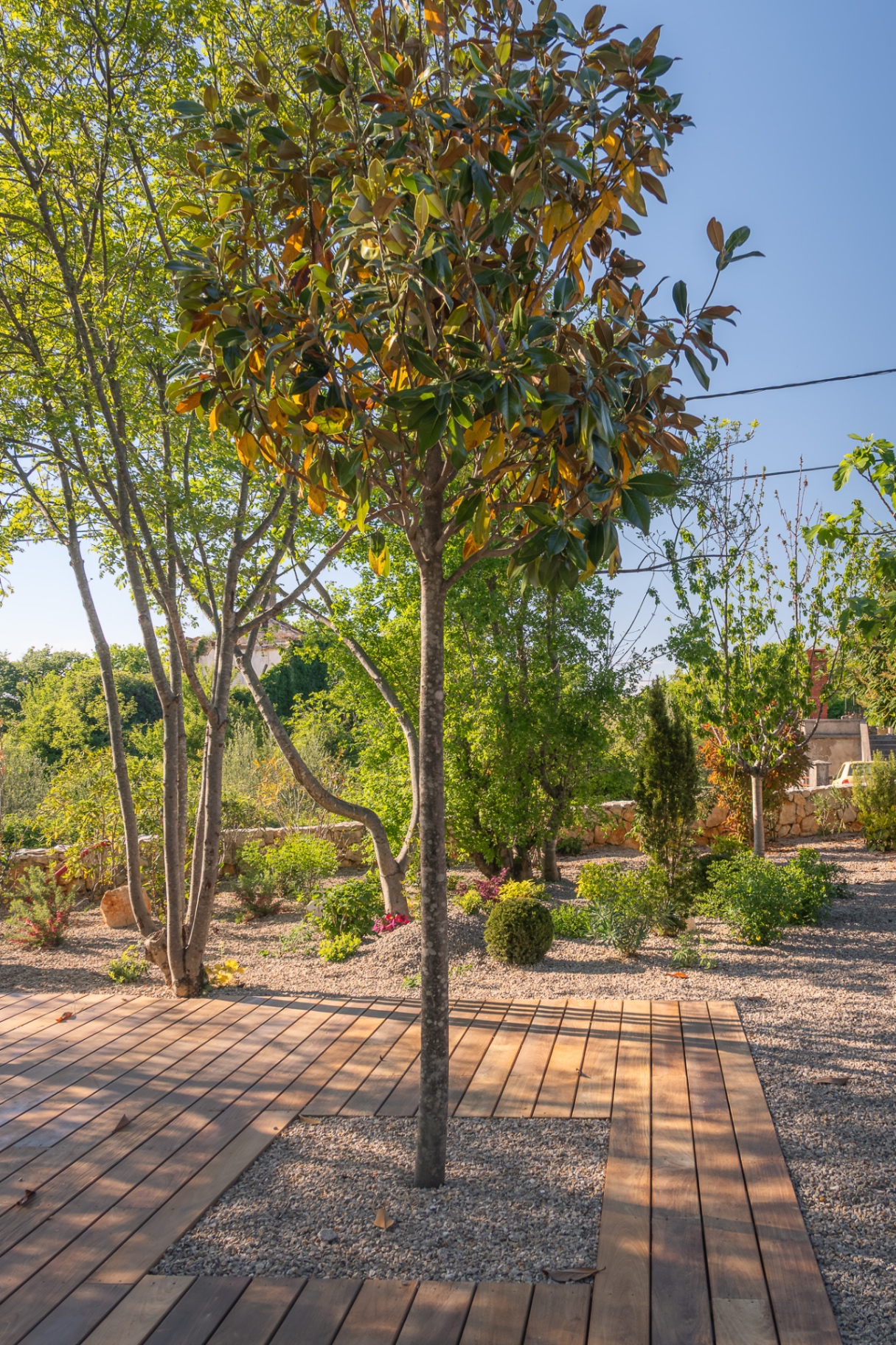 Decking lounge zona uz magnoliju i mediteransku sadnju — Kvarner